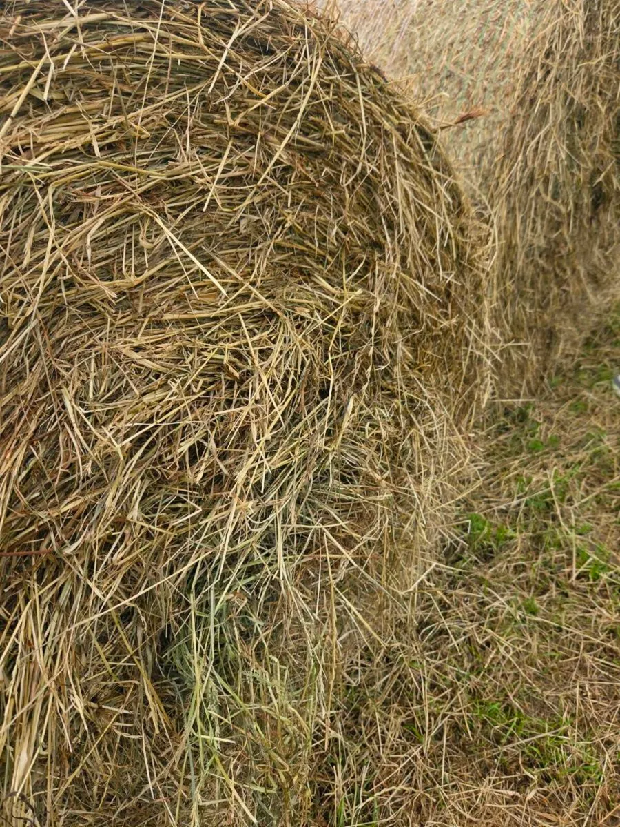 hay - Image 1