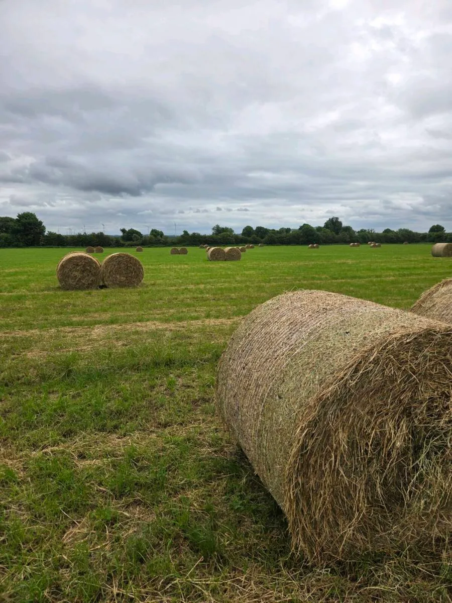 hay - Image 2