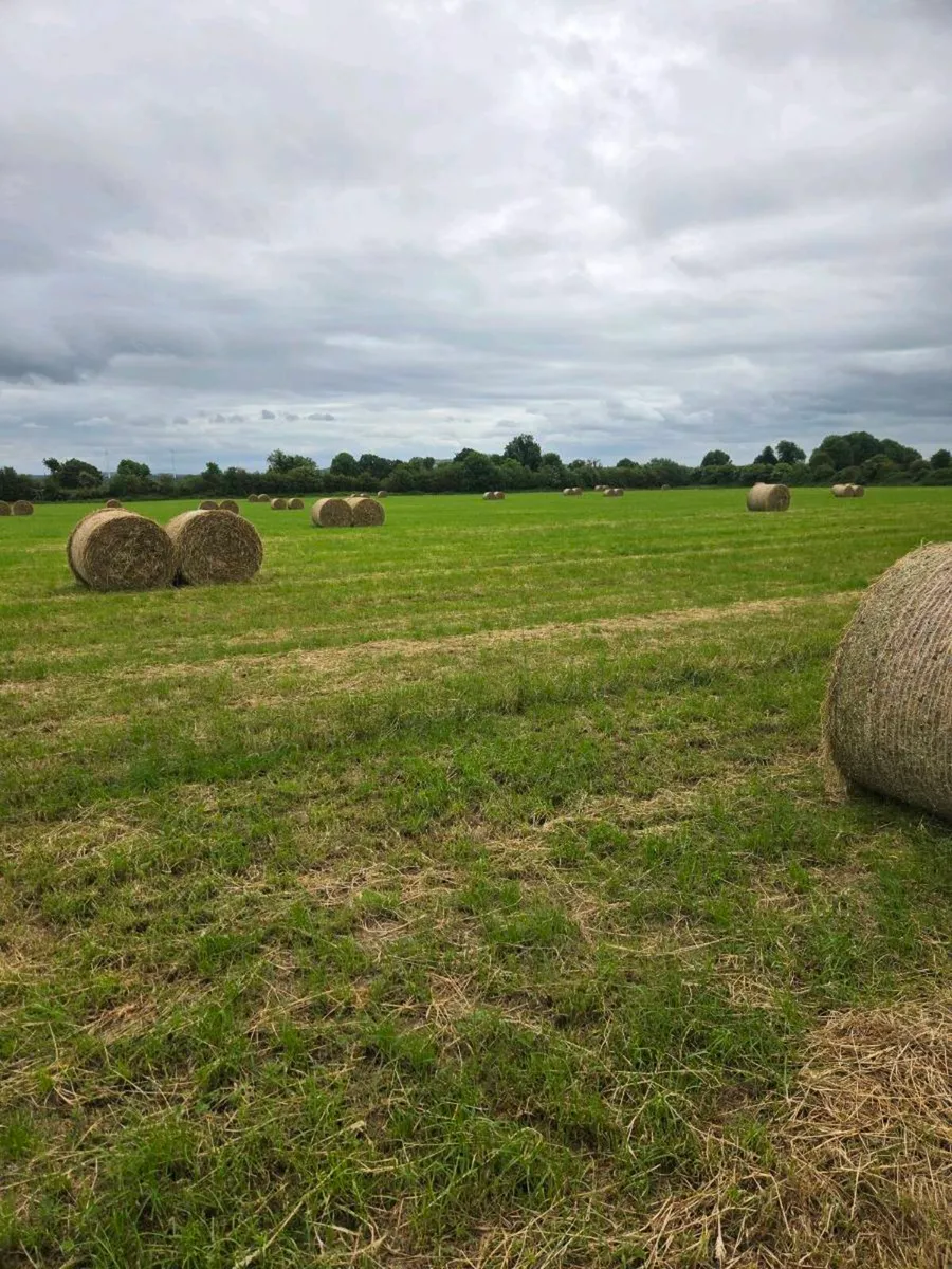hay - Image 3