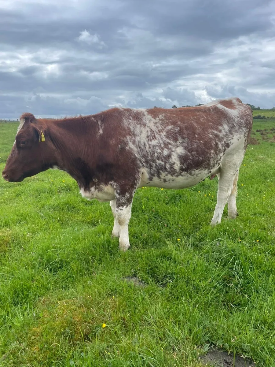 Roan incalf heifer - Image 1