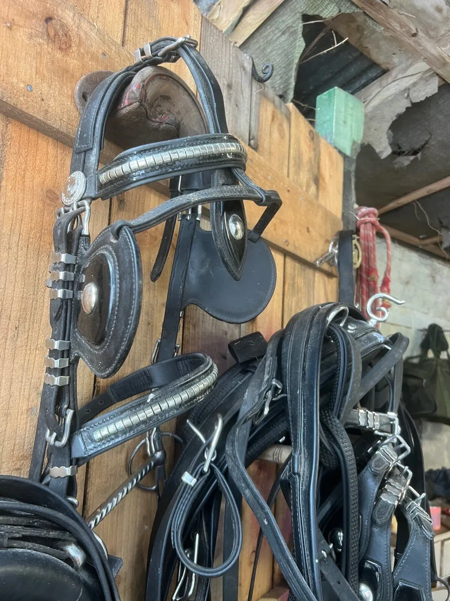 Horse cart and harness - Image 4