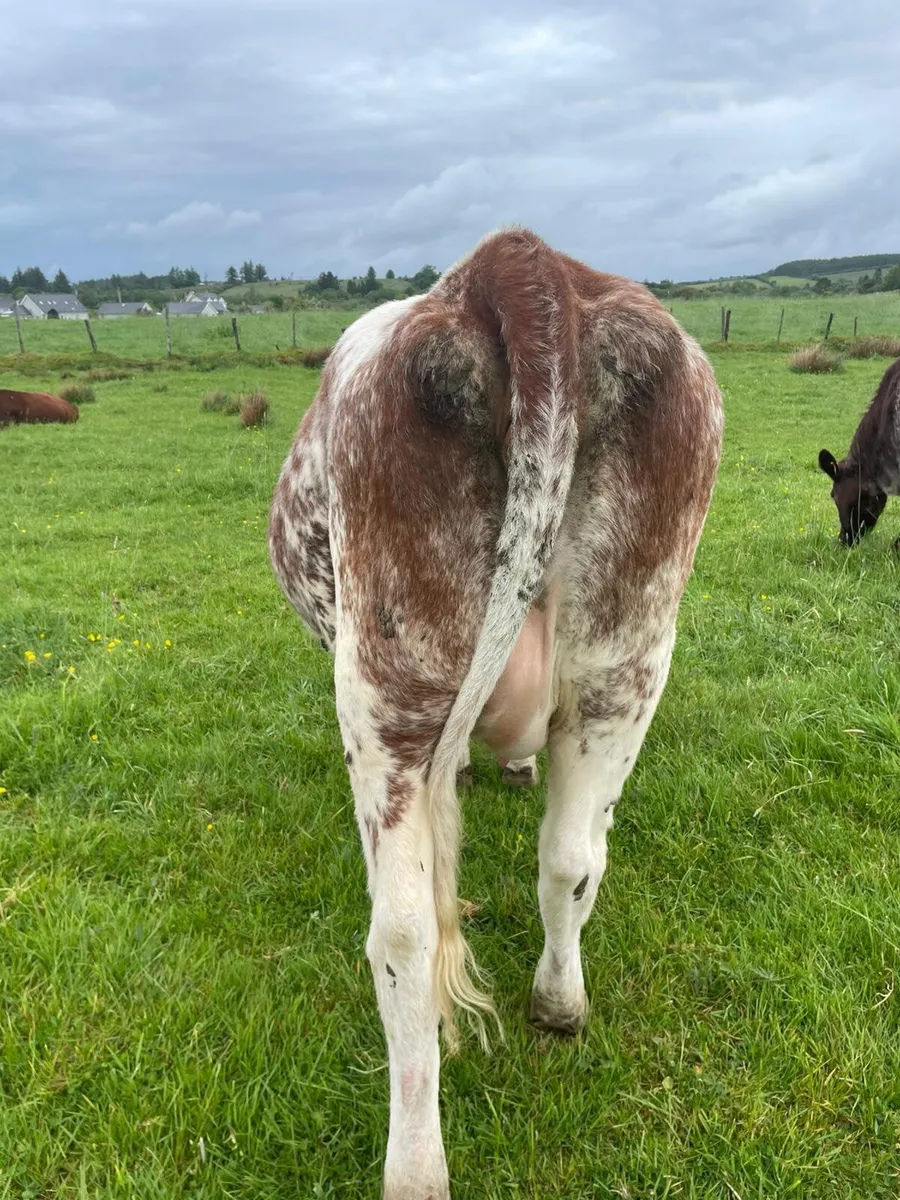 Roan incalf heifer - Image 4