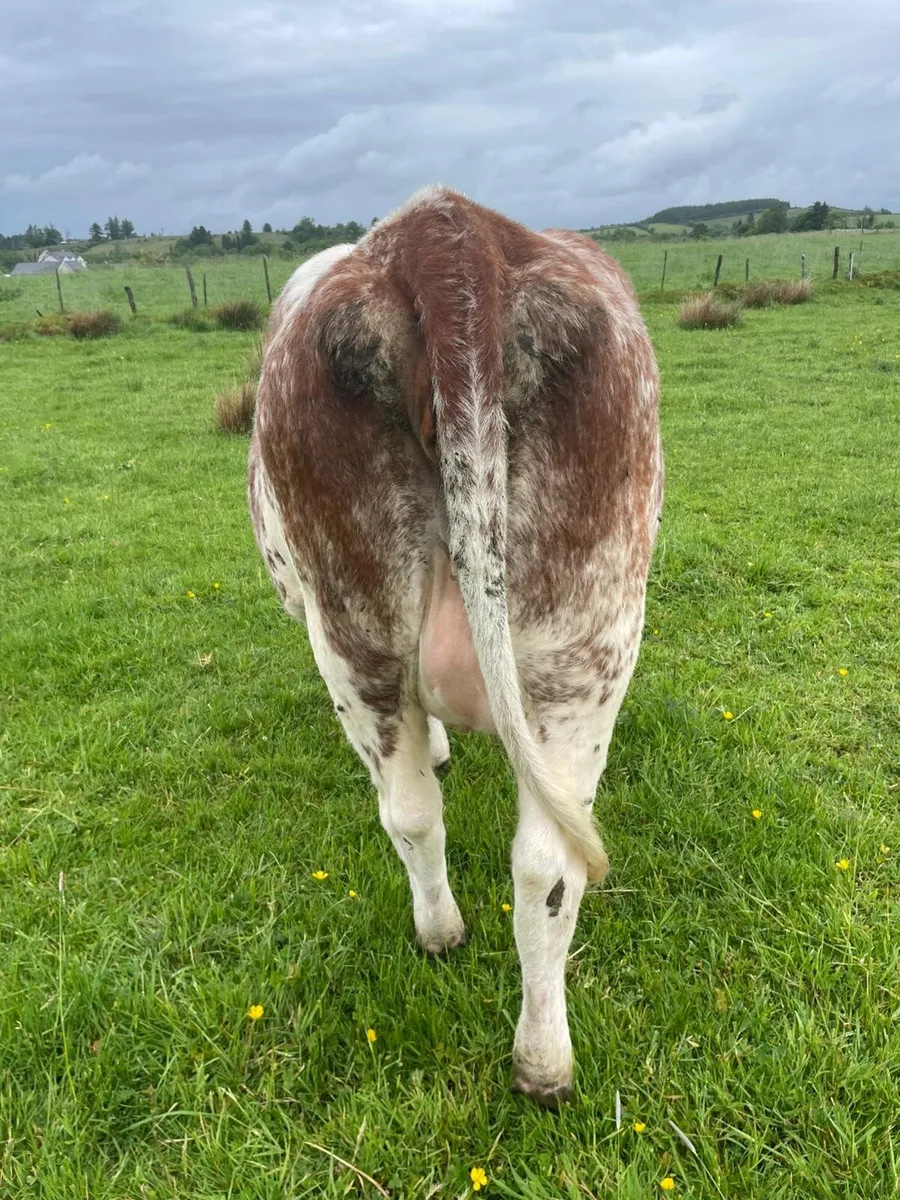 Roan incalf heifer - Image 2