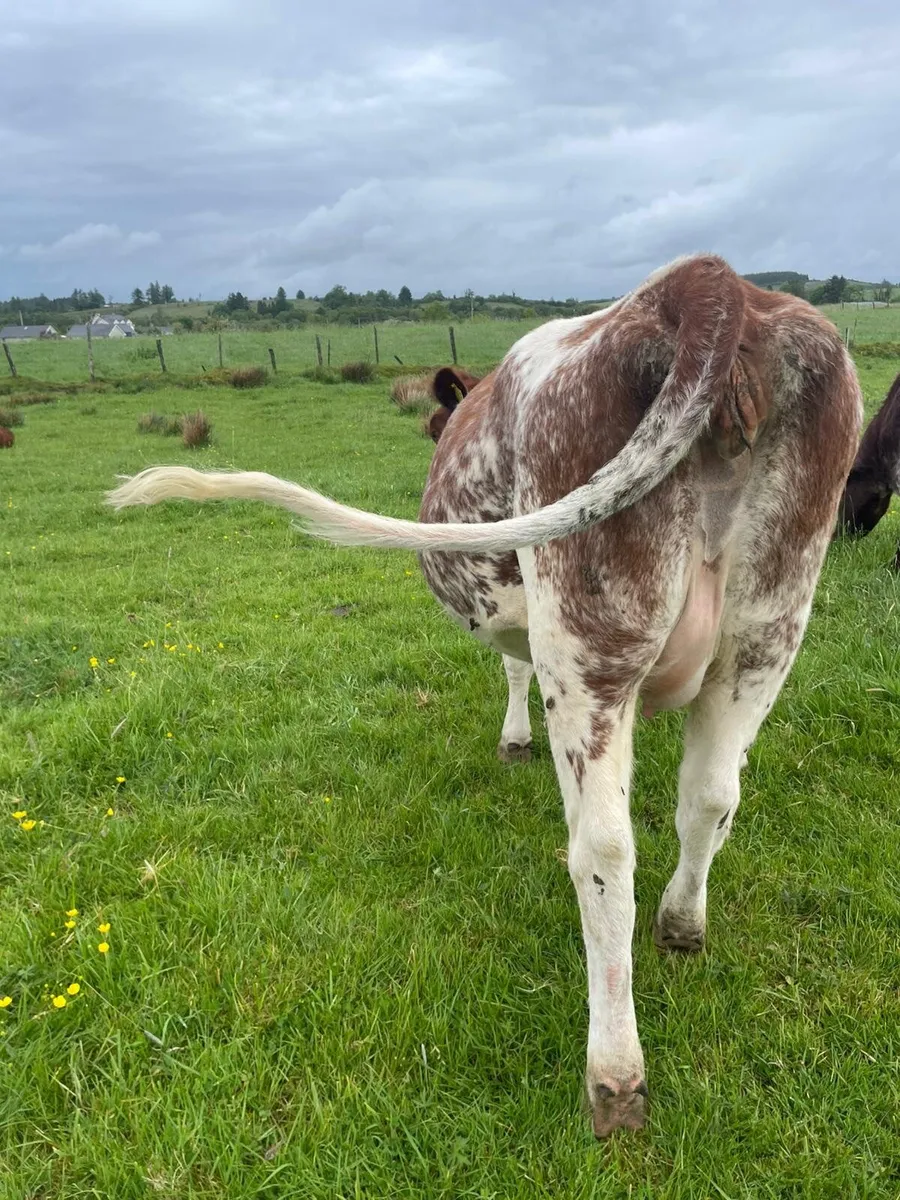 Roan incalf heifer - Image 3