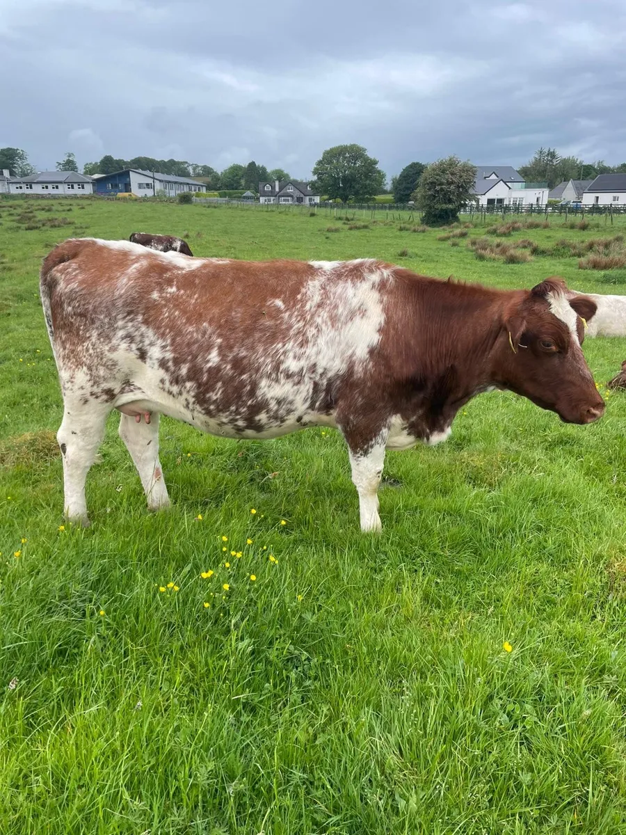 Roan incalf heifer - Image 2