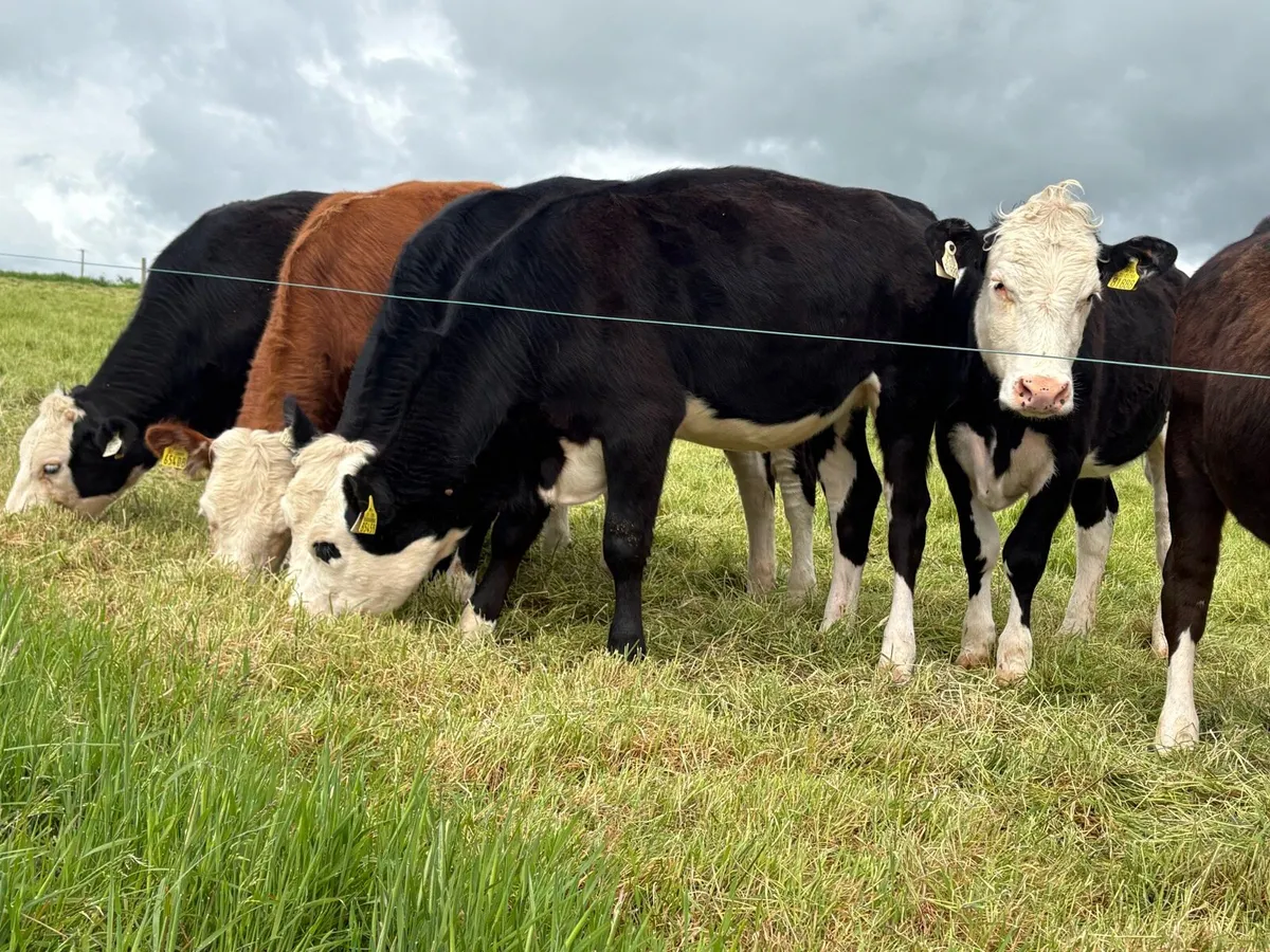 6 Hereford Heifers - Image 2