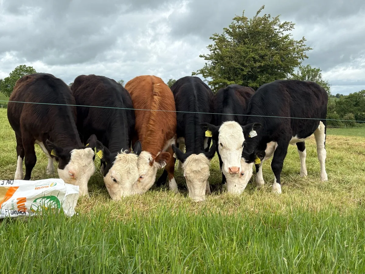 6 Hereford Heifers - Image 1