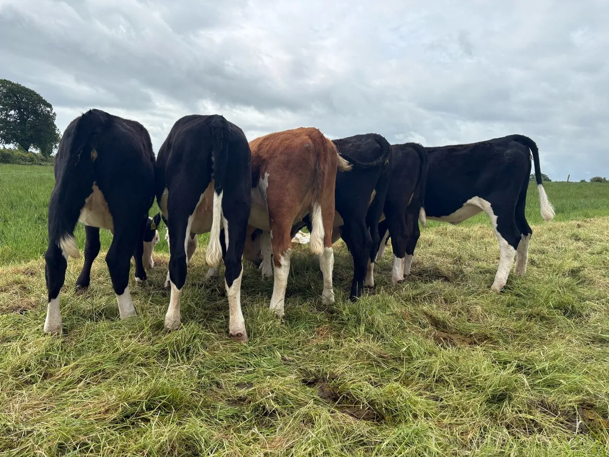 6 Hereford Heifers - Image 3