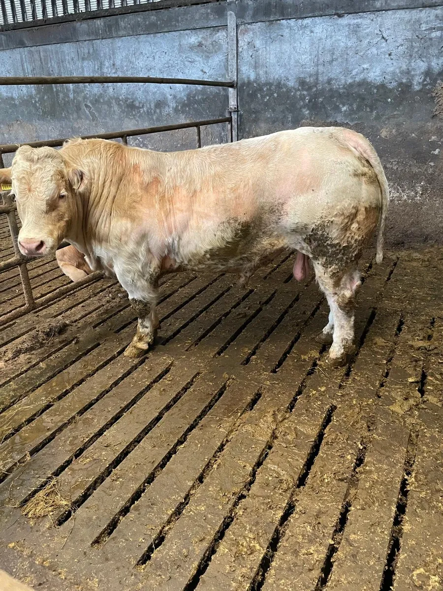 Charlaois Bull for sale - Image 1