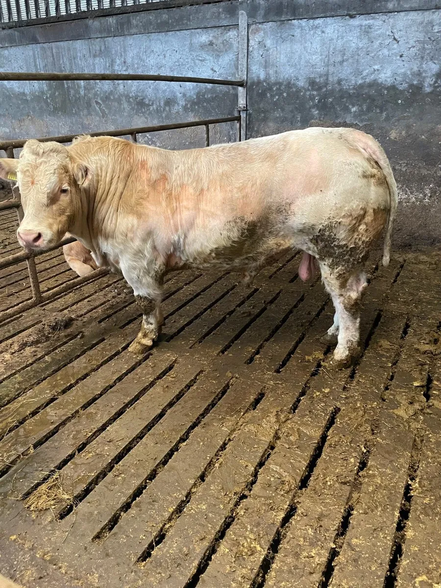 Charlaois Bull for sale - Image 2