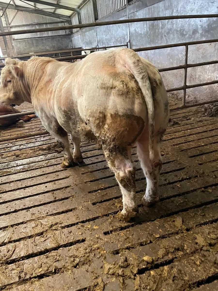 Charlaois Bull for sale - Image 3