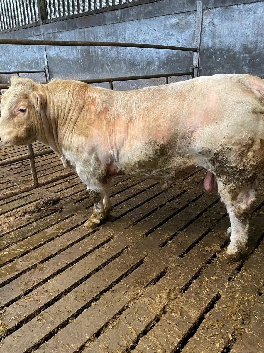 Charlaois Bull for sale - Image 4