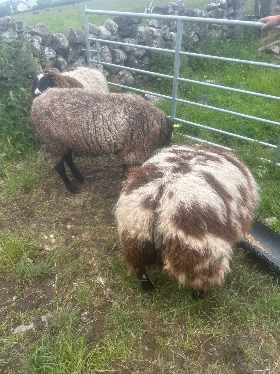 Sheep - Image 1