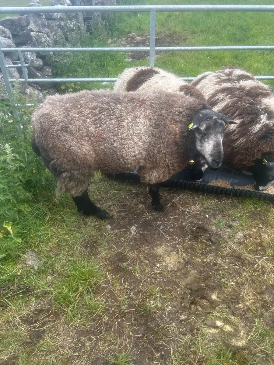 Sheep - Image 4