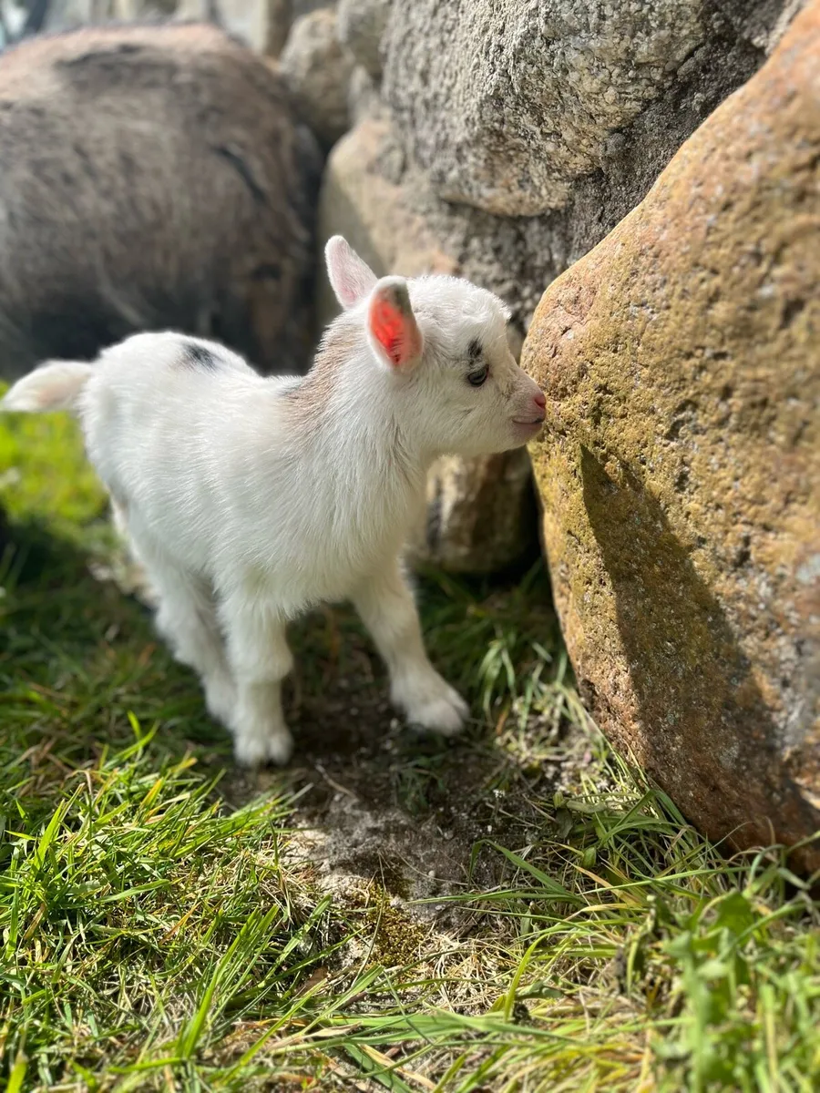 Male Pygmy Goats - Image 2