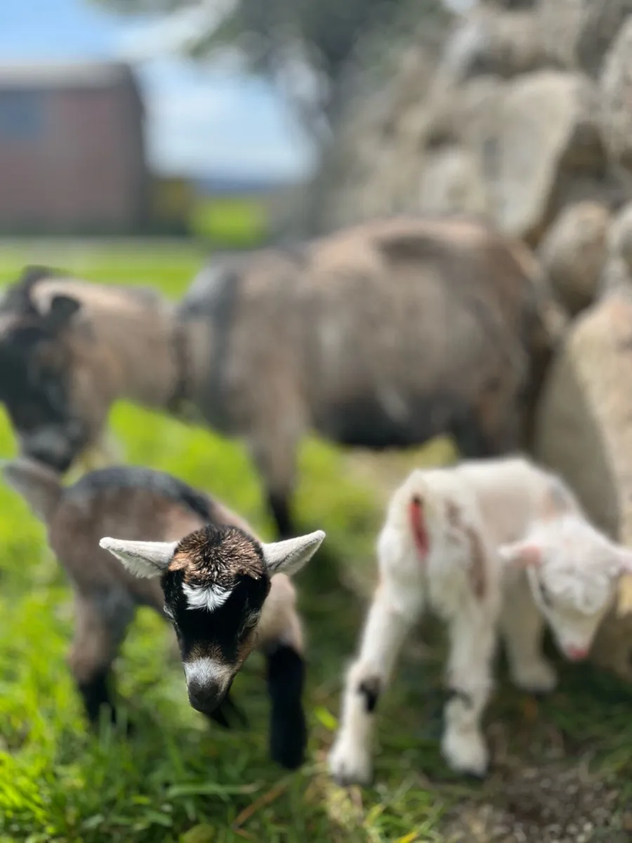 Male Pygmy Goats - Image 3