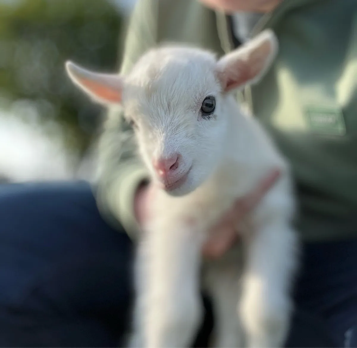 Male Pygmy Goats - Image 4