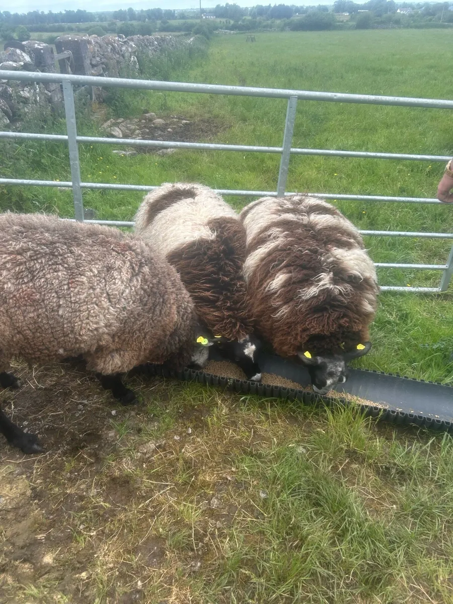 Sheep - Image 2