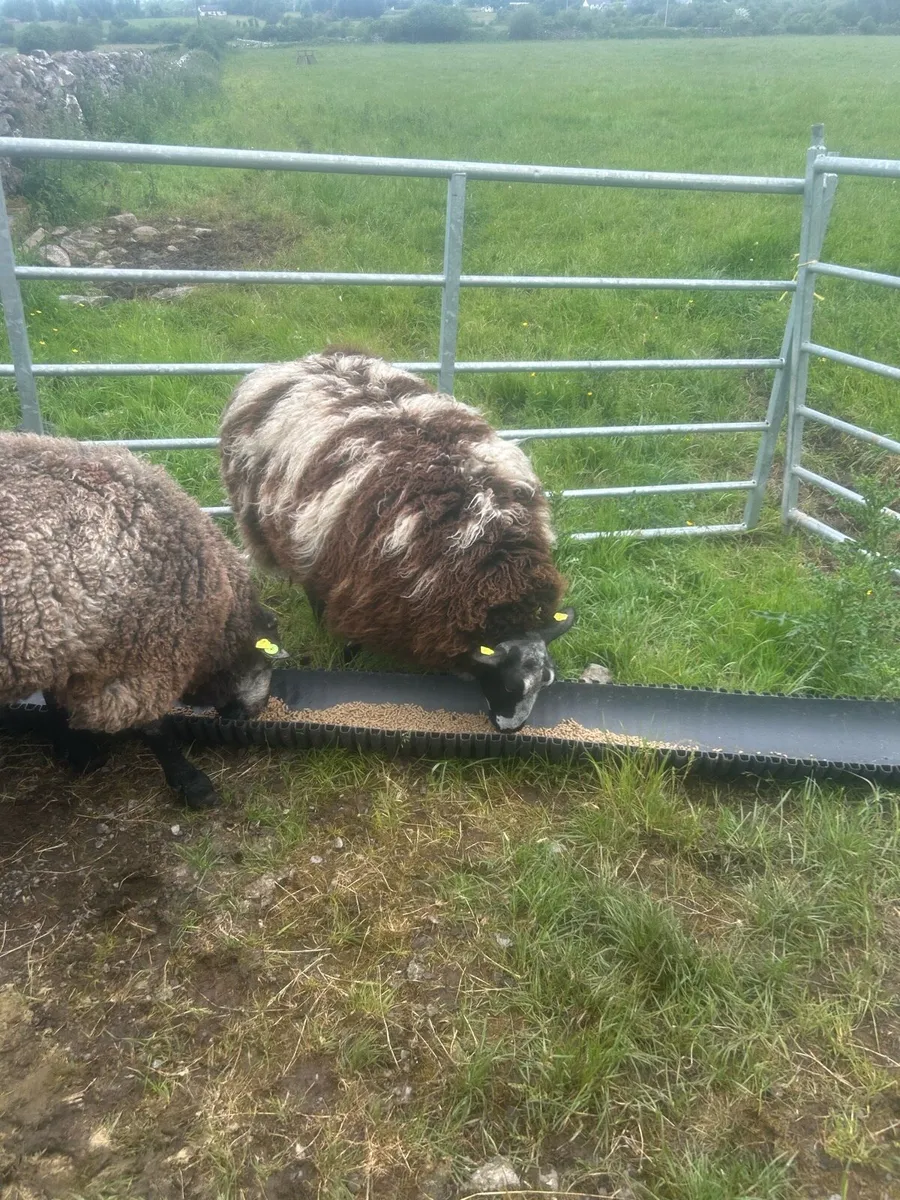 Sheep - Image 3
