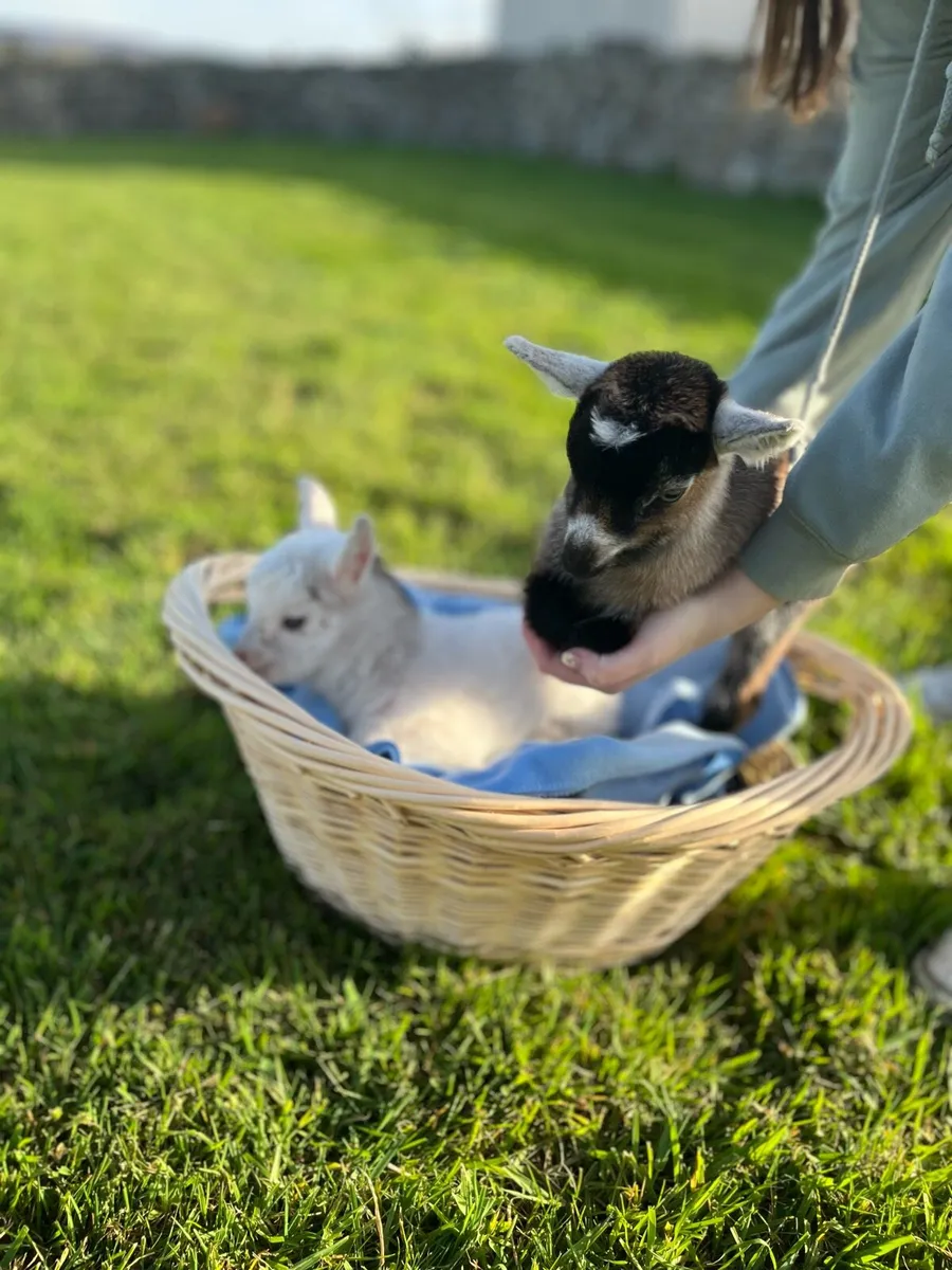 Male Pygmy Goats - Image 1