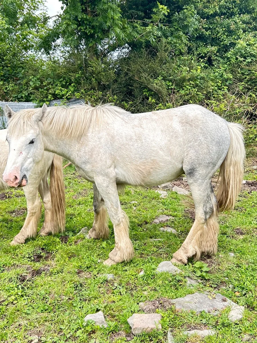 Year old Colt - Image 4