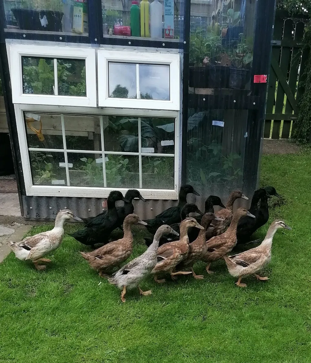 Ducks 4 months old - Image 2