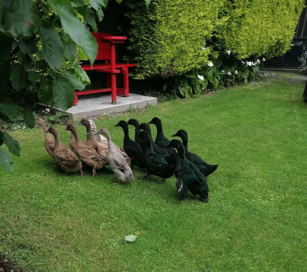 Ducks 4 months old - Image 1