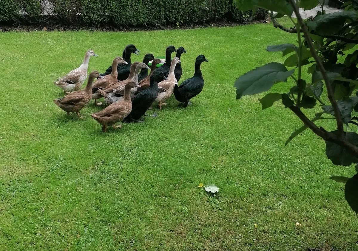 Ducks 4 months old - Image 3