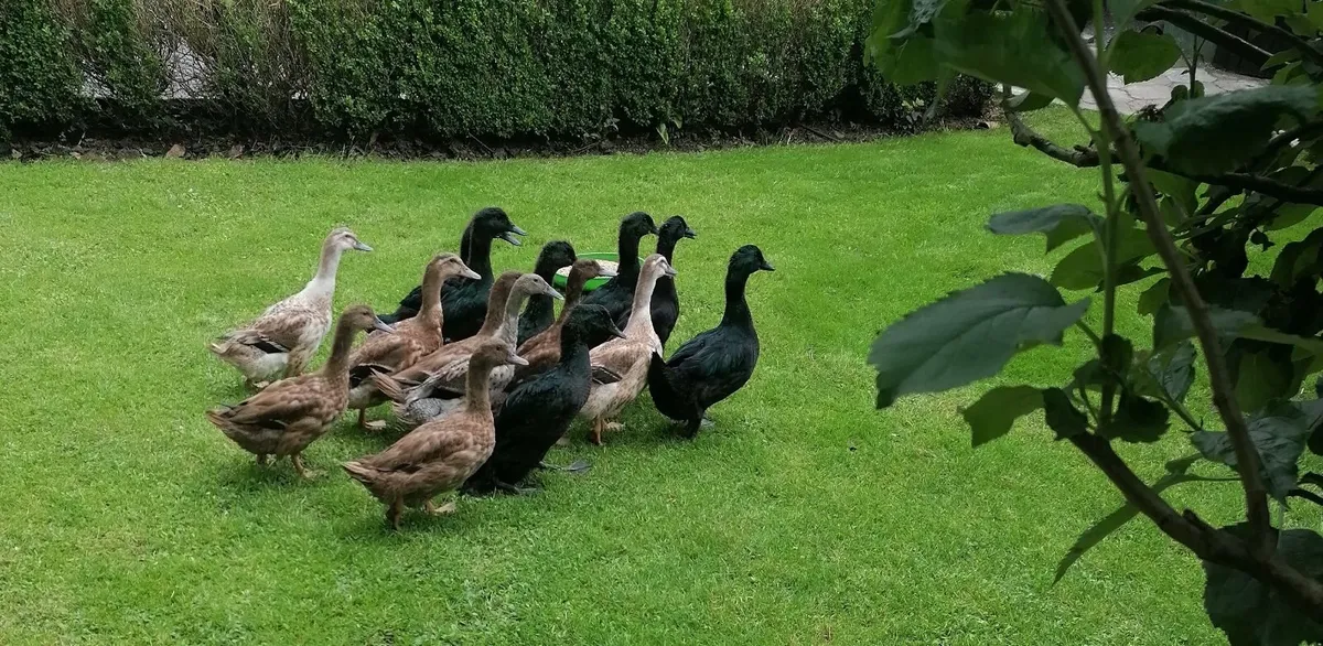 Ducks 4 months old - Image 4