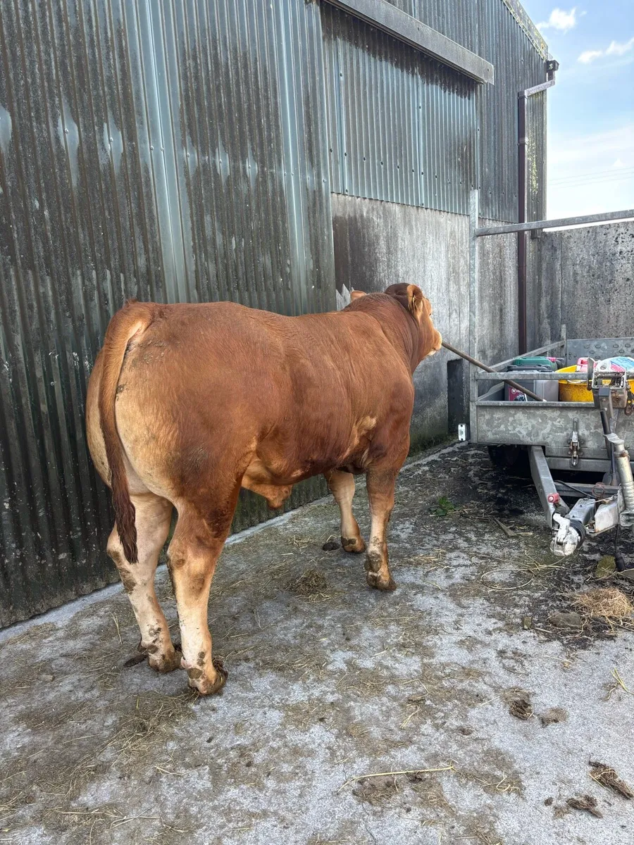 Pedigree Limousin Bulls - Image 1