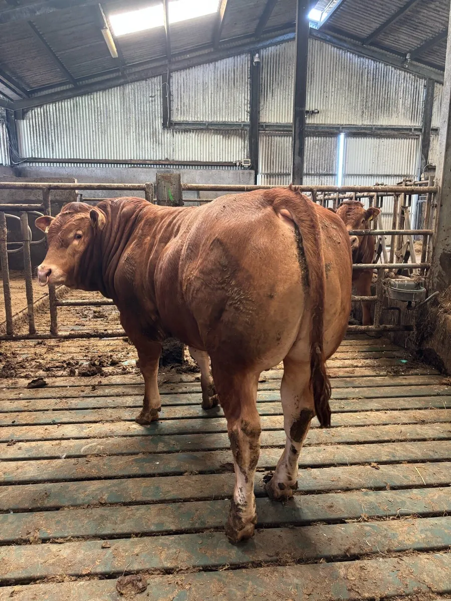 Pedigree Limousin Bulls - Image 2