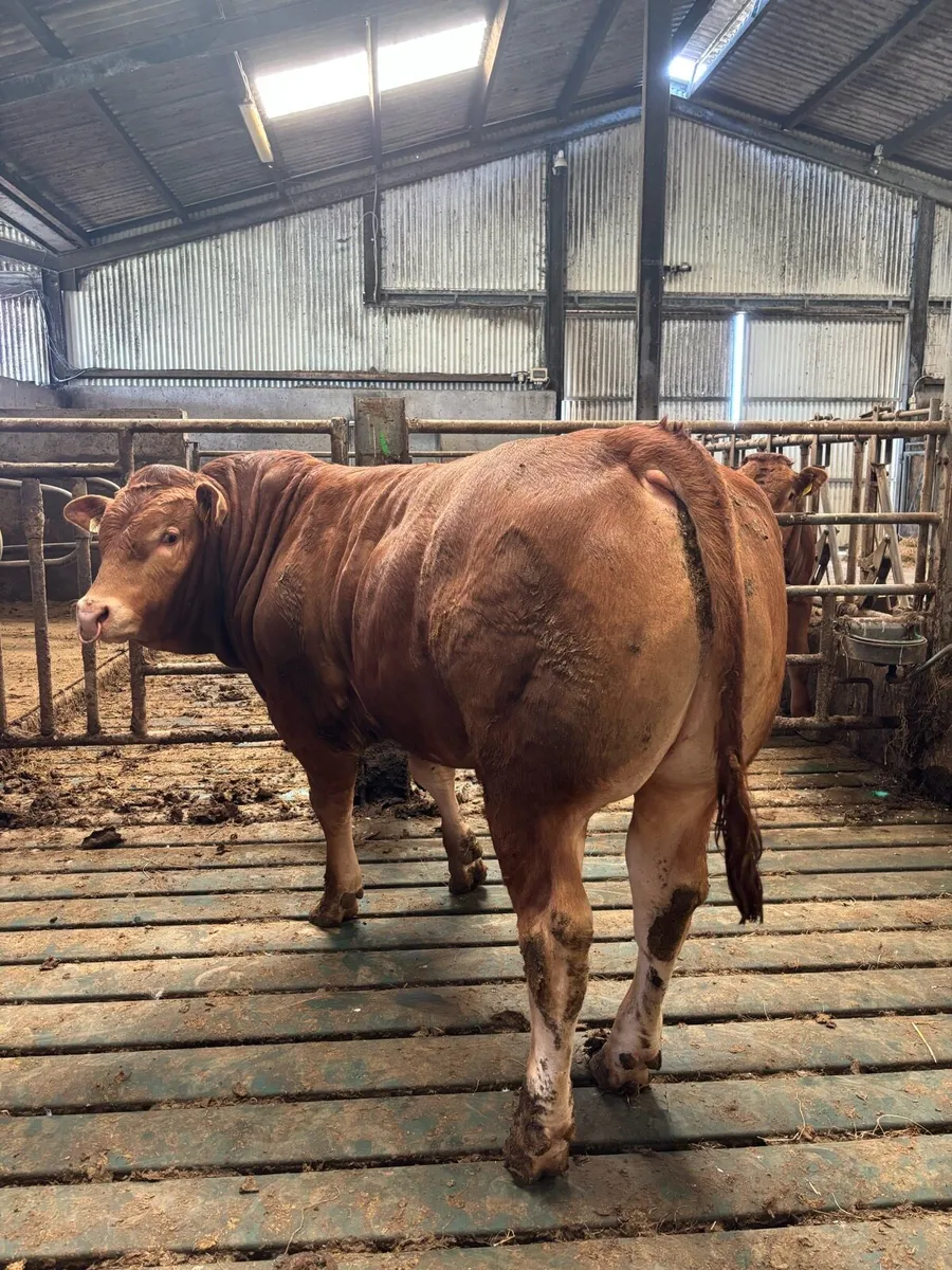 Pedigree Limousin Bulls - Image 3