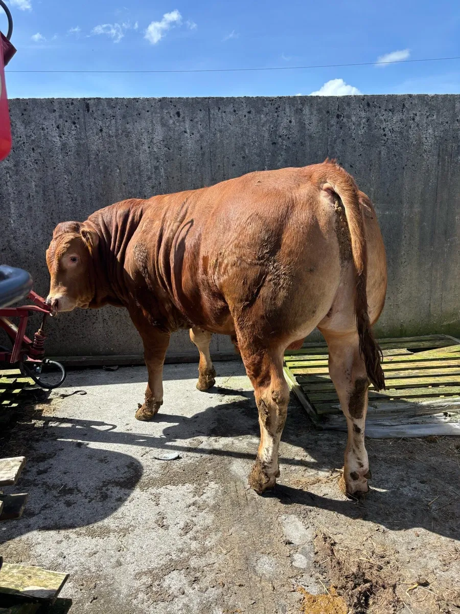 Pedigree Limousin Bulls - Image 4