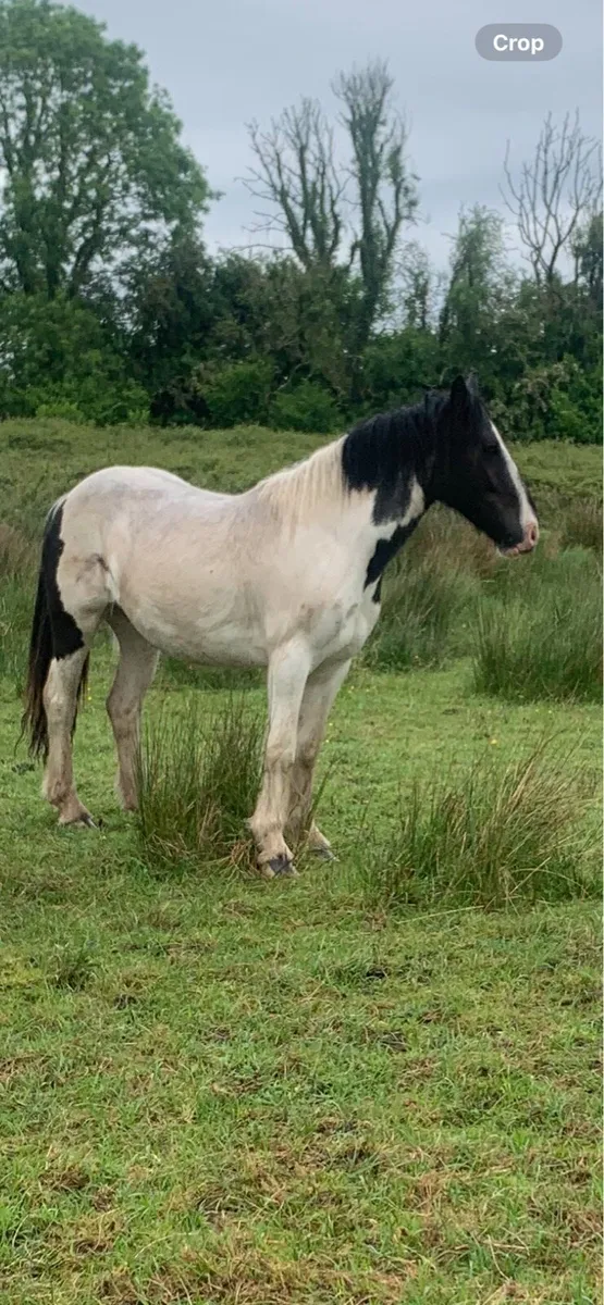 2 year old cob - Image 1