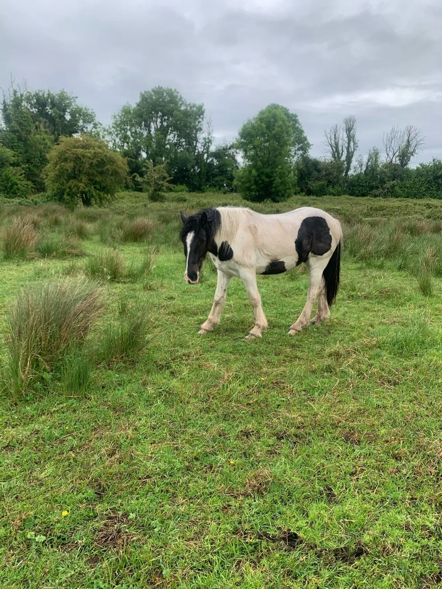 2 year old cob - Image 2
