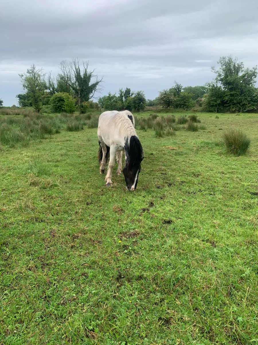 2 year old cob - Image 3