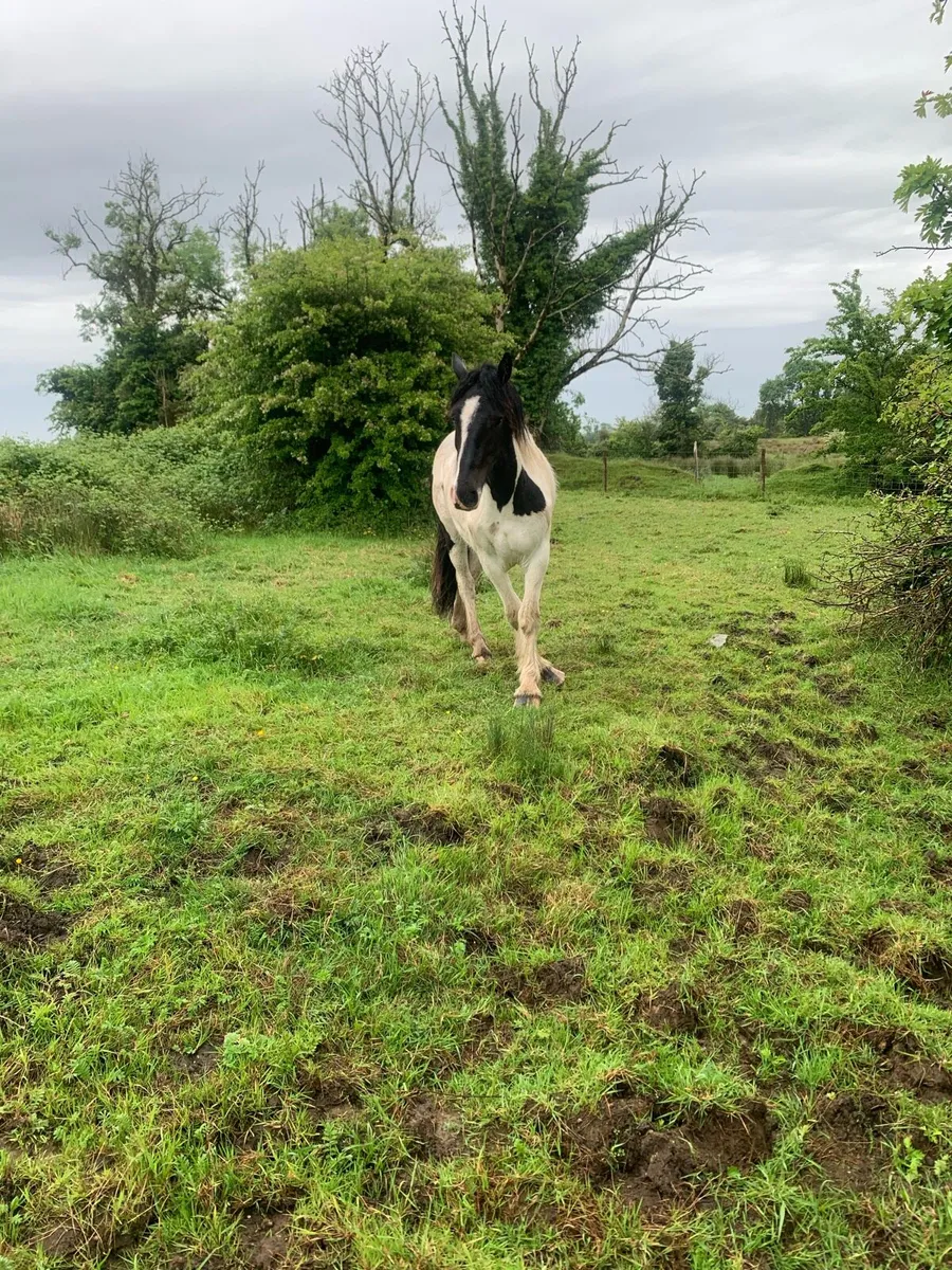 2 year old cob - Image 4