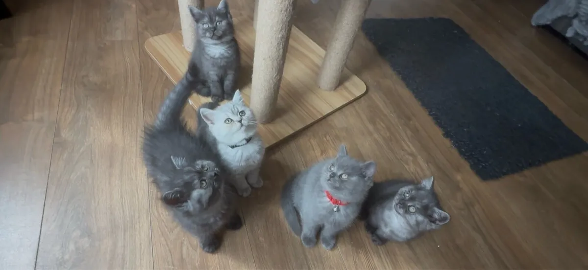 😻Beautiful British Shorthair Kittens😻 - Image 1