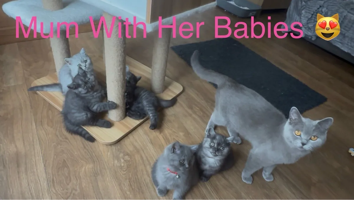 😻Beautiful British Shorthair Kittens😻 - Image 2