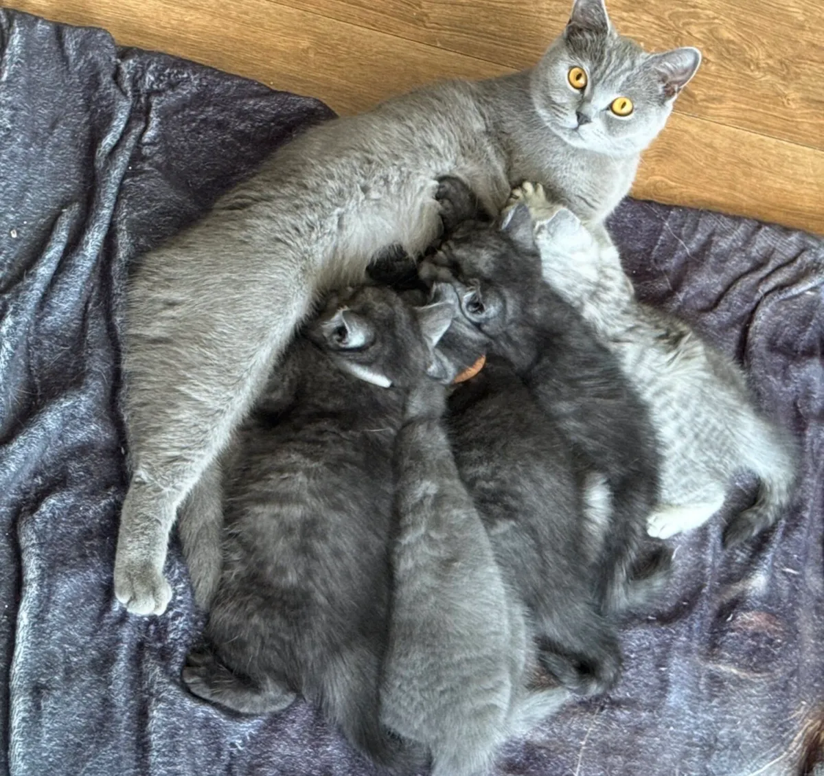 😻Beautiful British Shorthair Kittens😻 - Image 3