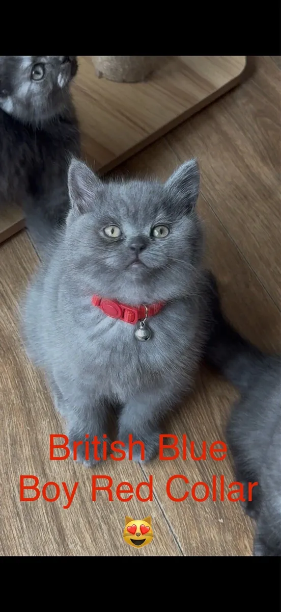 😻Beautiful British Shorthair Kittens😻 - Image 4