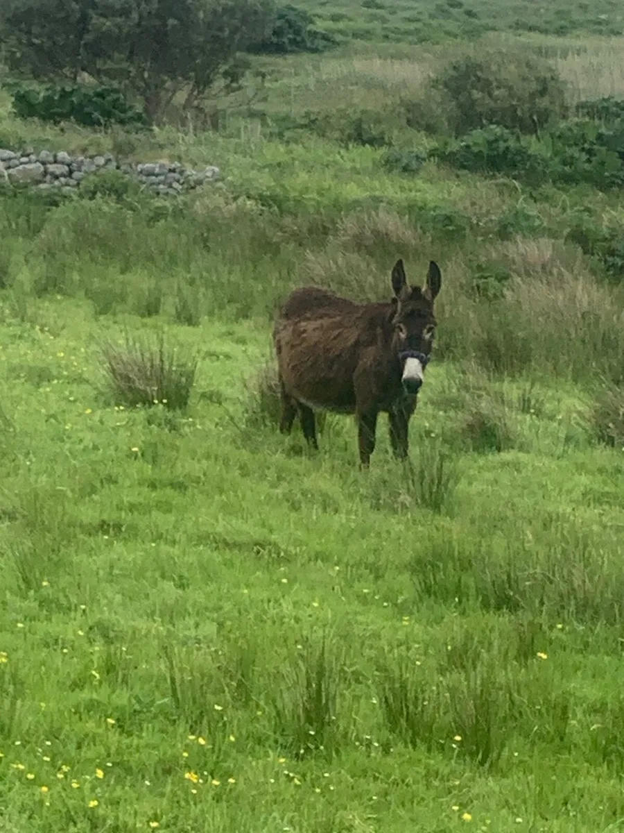 Donkeys - Image 1