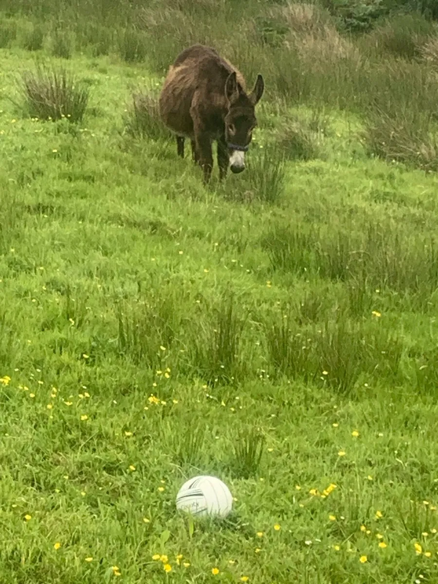 Donkeys - Image 2