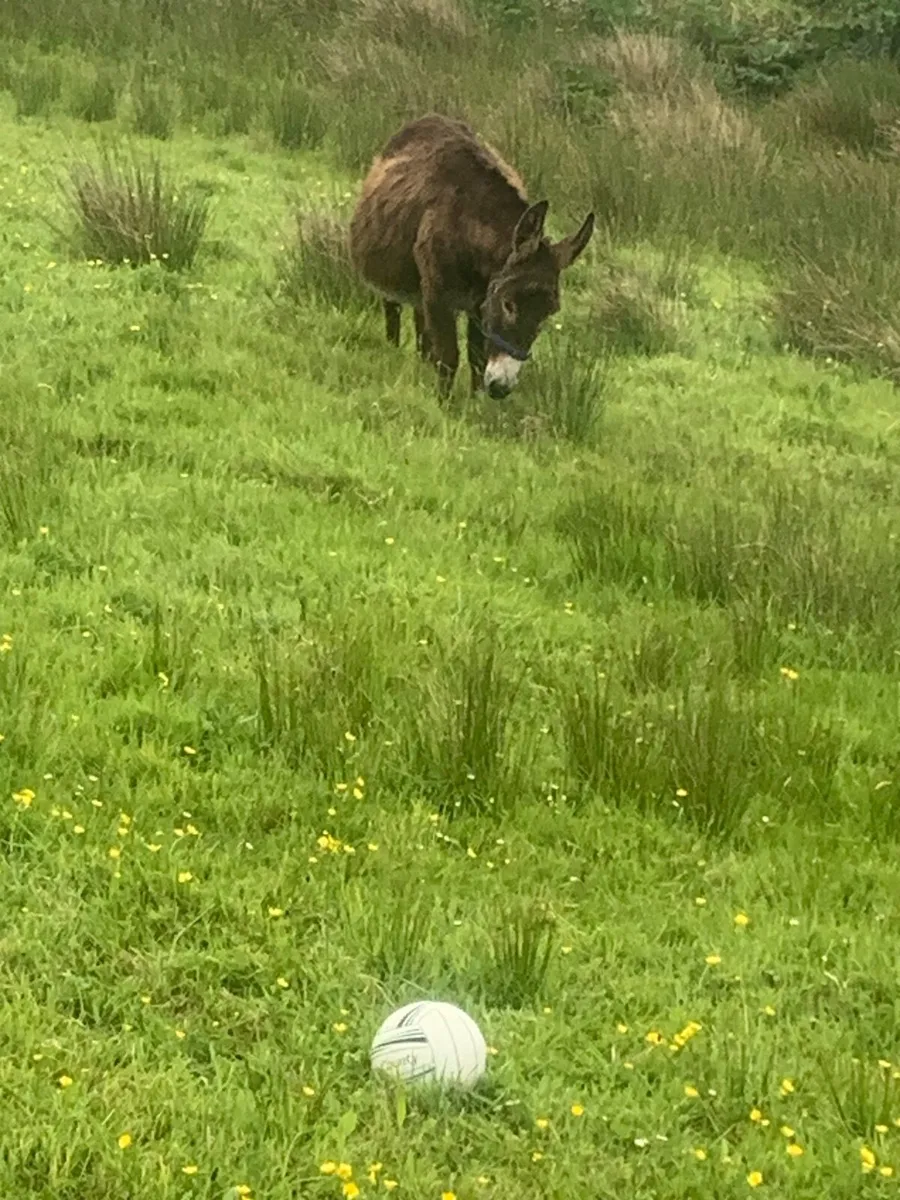 Donkeys - Image 4