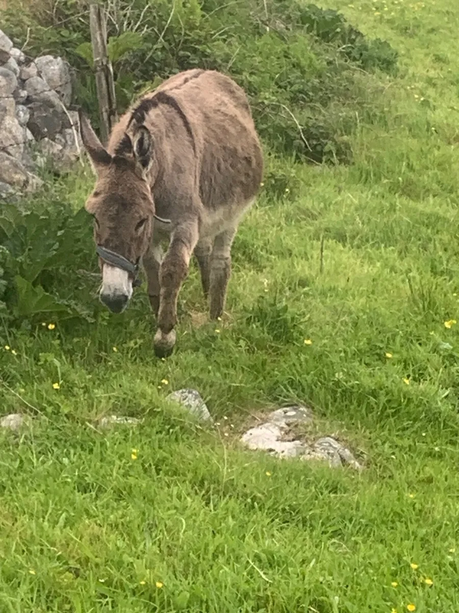 Donkeys - Image 3