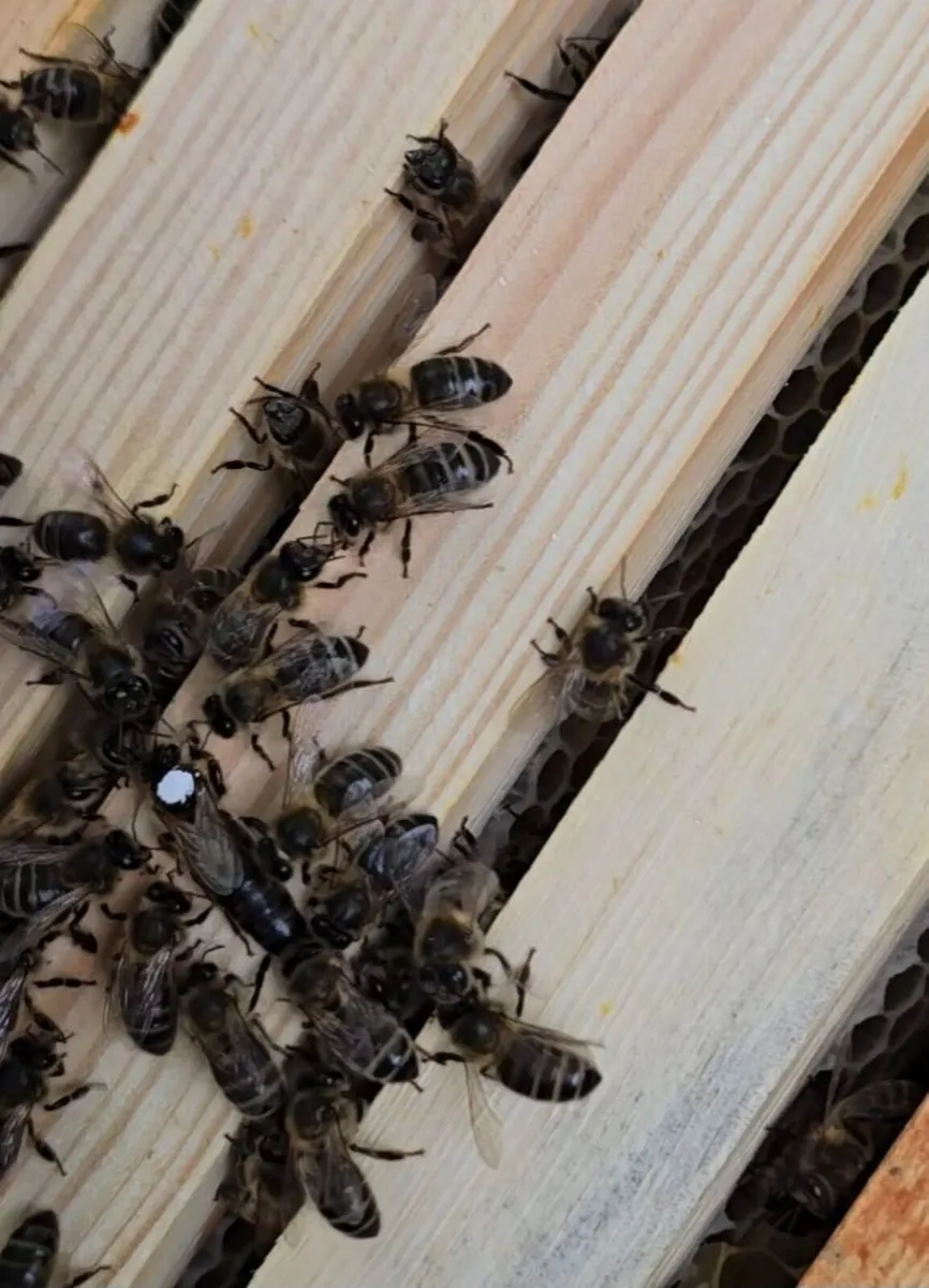 Bees