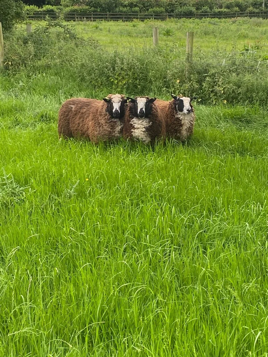 Ewes - Image 2