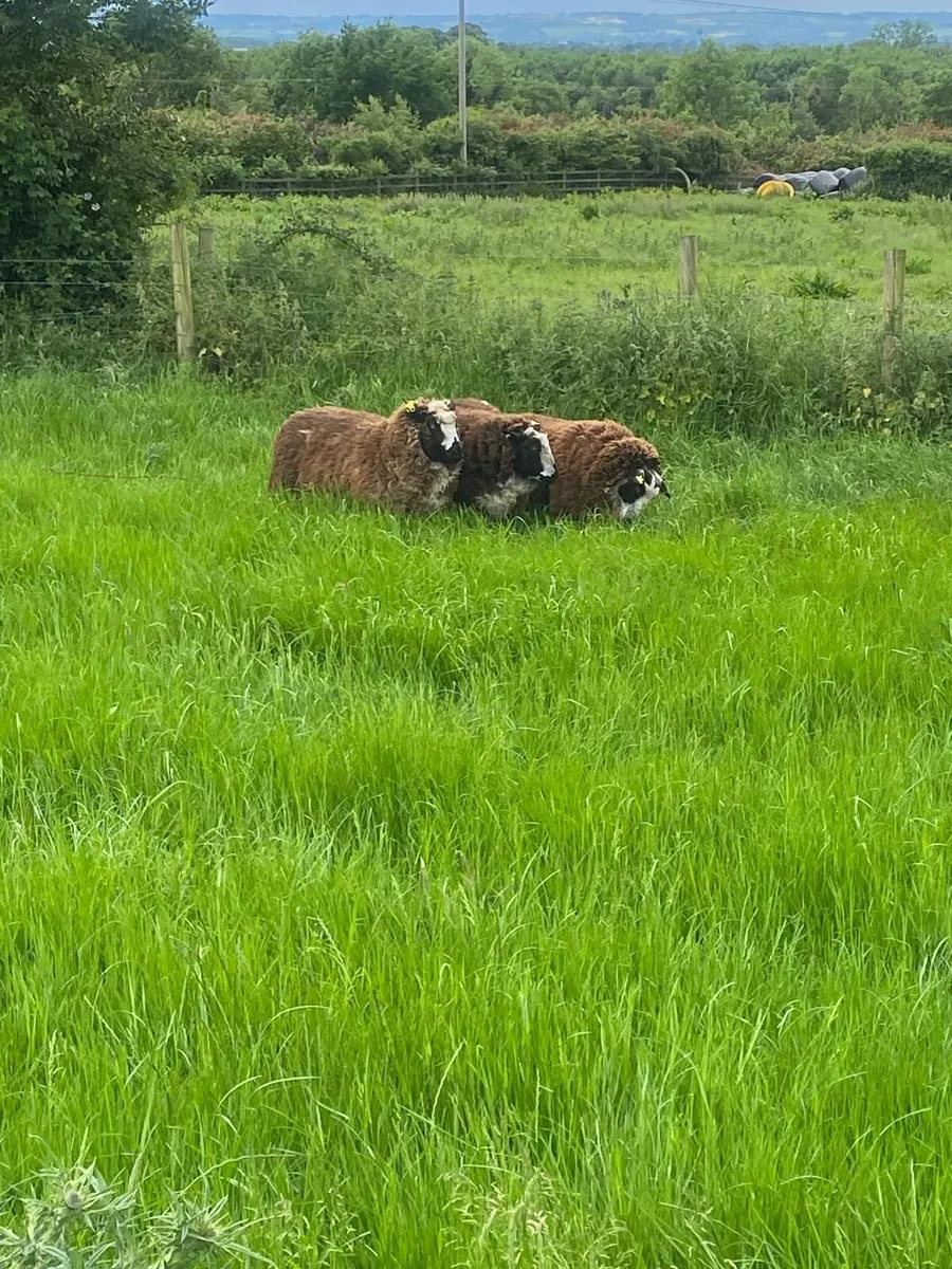 Ewes - Image 3