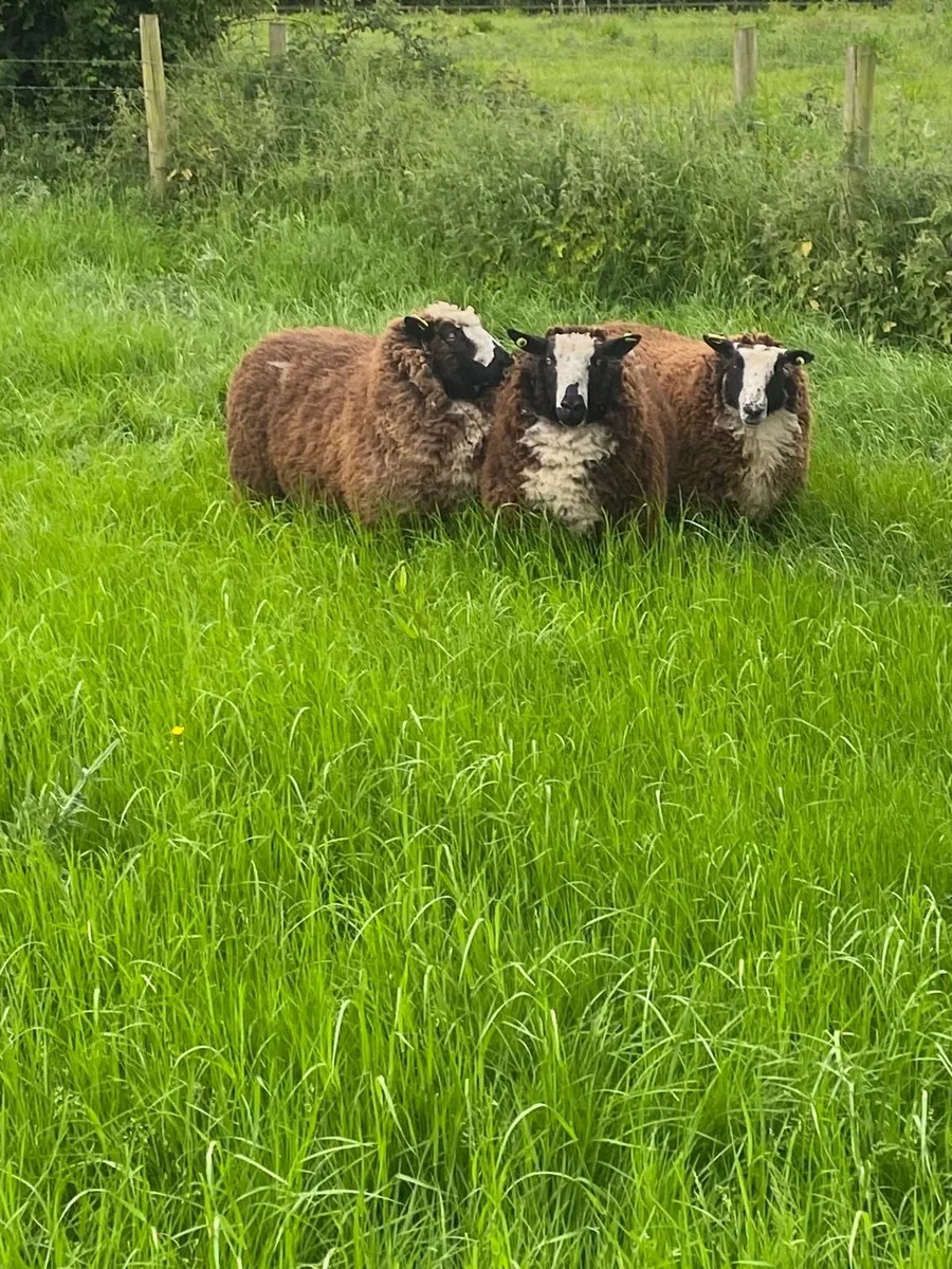 Ewes - Image 1