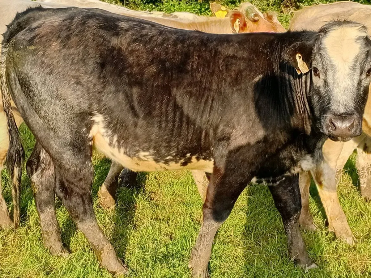 Animals - Image 2
